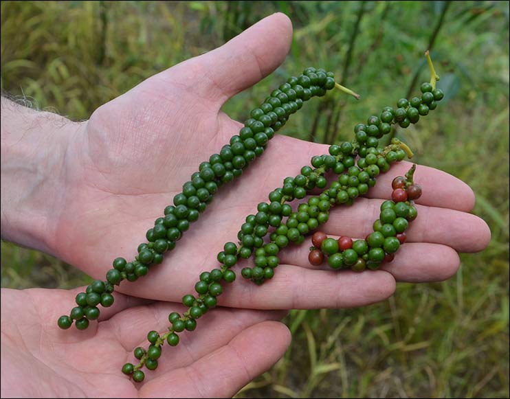 poivre vert sarawak