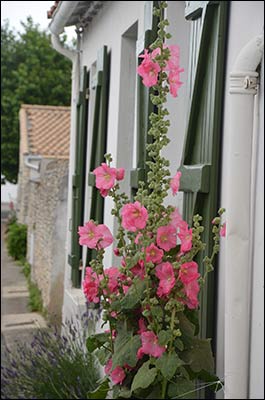 ile de ré