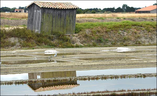 Récolte de la fleur de sel sur l'ile de Ré