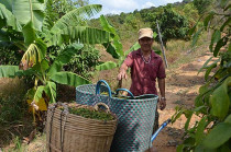 Poivre de Phu Quoc récolte