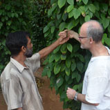 Poivre du Sri Lanka