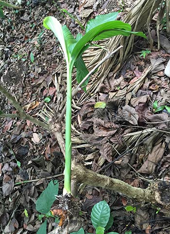 curcuma