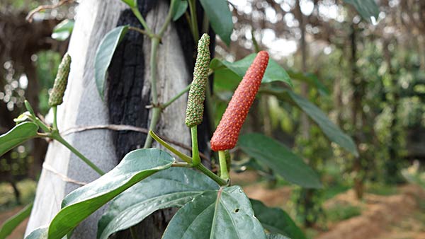 Poivre long de Kampot - Poivre et sel, achat, magasin, conseil