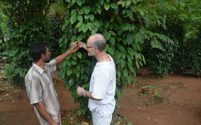 Poivre blanc en grains biologique du Sri Lanka Eric Bur