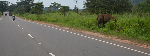 éléphant sri lanka