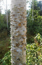 Arbuste de poivre des Cimes dans la région de Lai Chau